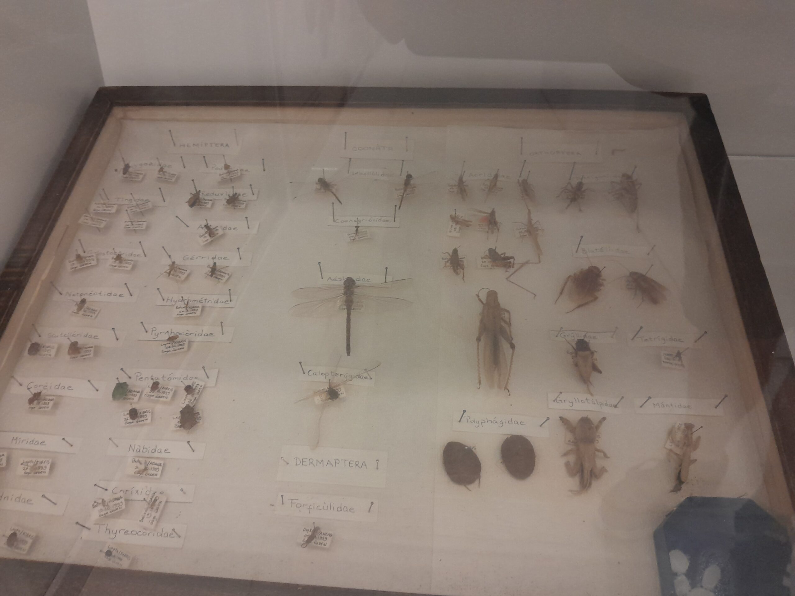 Kıbrıs Herbaryum ve Doğa Tarihi Müzesi