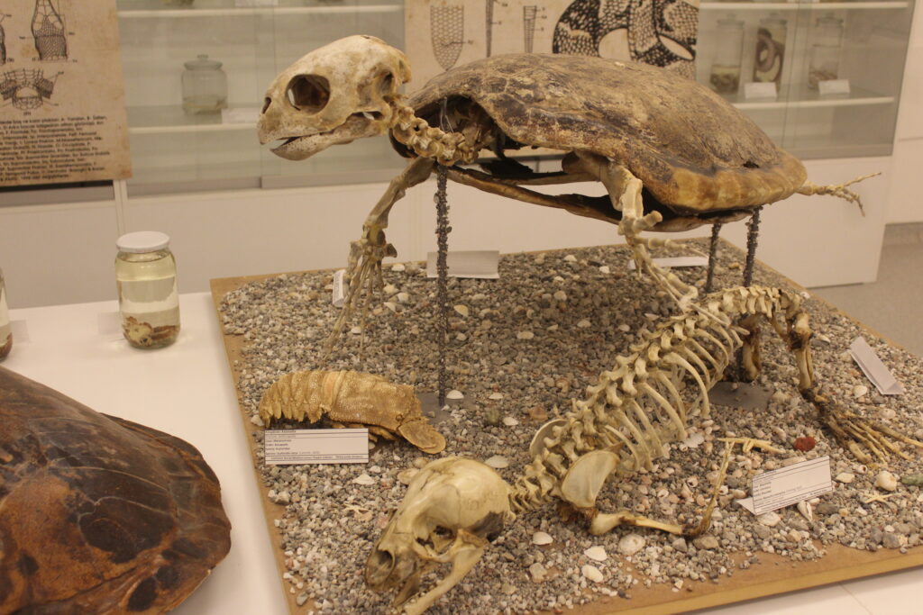 Kıbrıs Herbaryum ve Doğa Tarihi Müzesi